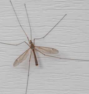 Crane Fly Benefits and How to Attract Them