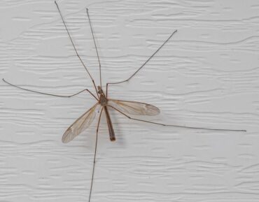 Crane Fly Benefits and How to Attract Them