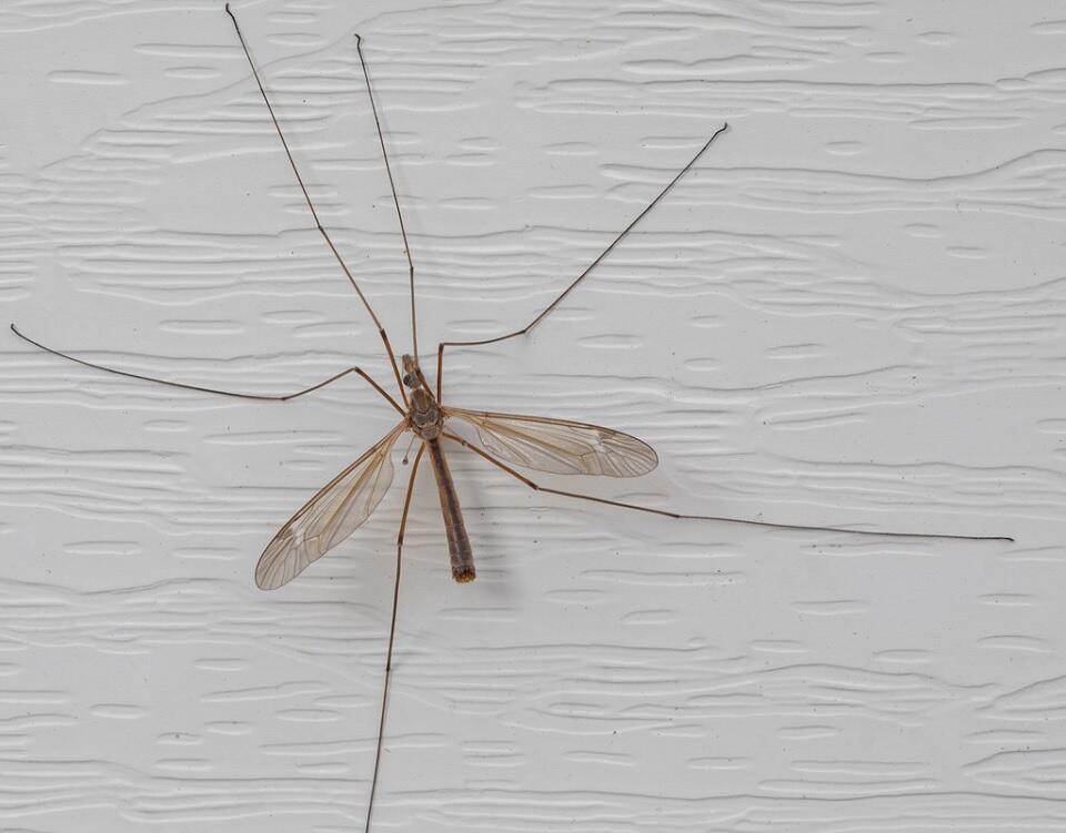 Crane Fly Benefits and How to Attract Them Dre Campbell Farm