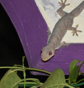 17 Natural Ways to Get Rid of Lizards