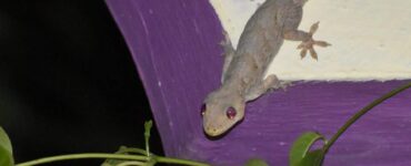 17 Natural Ways to Get Rid of Lizards
