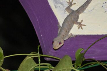 17 Natural Ways to Get Rid of Lizards