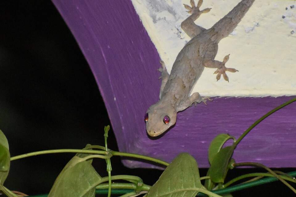 18 Natural Ways to Get Rid of Lizards Dre Campbell Farm