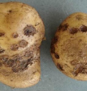 8 Natural Ways to Treat and Prevent Potato Scab