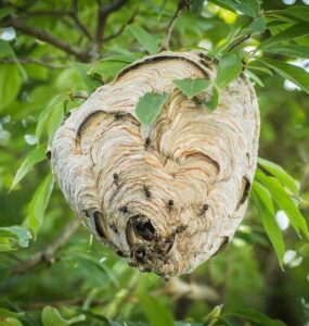 10 Natural Ways to Get Rid of Bald Faced Hornets