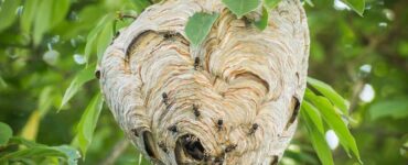10 Natural Ways to Get Rid of Bald Faced Hornets