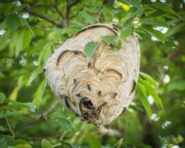 10 Natural Ways to Get Rid of Bald Faced Hornets