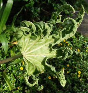 Natural Ways to Get Rid of Broad Mites on Plants