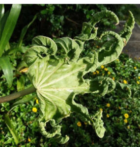 9 Natural Ways to Get Rid of Broad Mites on Plants