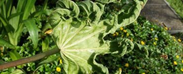 Natural Ways to Get Rid of Broad Mites on Plants