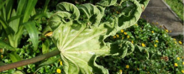 9 Natural Ways to Get Rid of Broad Mites on Plants