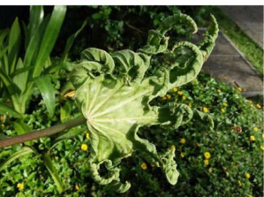 9 Natural Ways to Get Rid of Broad Mites on Plants