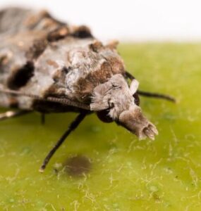 8 Natural Ways to Get Rid of Guava Moths