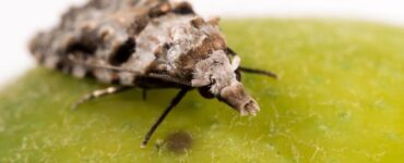 8 Natural Ways to Get Rid of Guava Moths