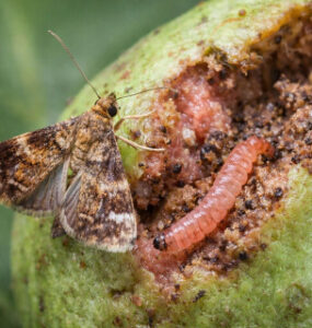 8 Natural Ways to Get Rid of Guava Moths