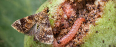 8 Natural Ways to Get Rid of Guava Moths