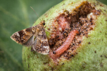 8 Natural Ways to Get Rid of Guava Moths
