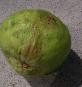 9 Natural Ways to Get Rid of Guava Worms