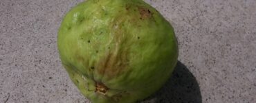 9 Natural Ways to Get Rid of Guava Worms
