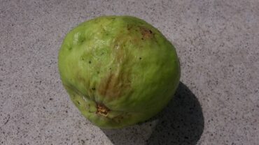 9 Natural Ways to Get Rid of Guava Worms