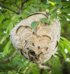 10 Natural Ways to Get Rid of Bald Faced Hornets