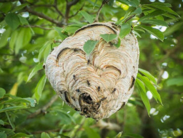 10 Natural Ways to Get Rid of Bald Faced Hornets