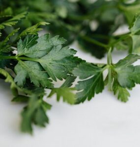 Good and Bad Parsley Companion Plants