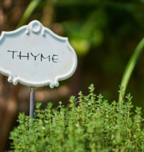Good and Bad Thyme Companion Plants