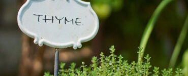 Good and Bad Thyme Companion Plants