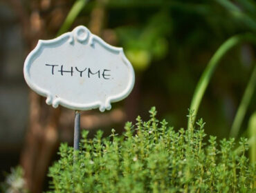 Good and Bad Thyme Companion Plants