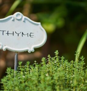 Good and Bad Thyme Companion Plants