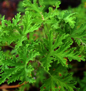 19 Plants That Repel Flies