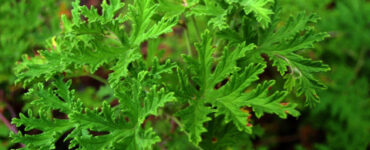 19 Plants That Repel Flies