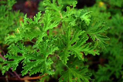 19 Plants That Repel Flies