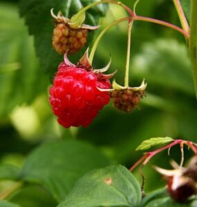 Good and Bad Raspberry Companion Plants