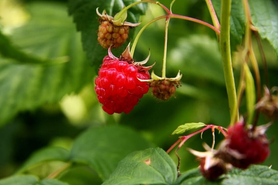 Good and Bad Raspberry Companion Plants - Dre Campbell Farm