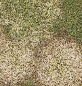 8 Natural Ways to Get Rid of Fusarium Patch Disease