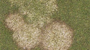8 Natural Ways to Get Rid of Fusarium Patch Disease