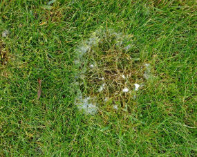 8 Natural Ways to Get Rid of Fusarium Patch Disease