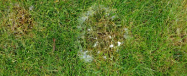8 Natural Ways to Get Rid of Fusarium Patch Disease