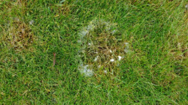 8 Natural Ways to Get Rid of Fusarium Patch Disease