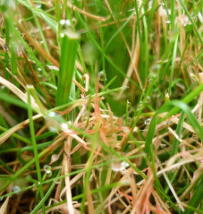 10 Natural Ways to Get Rid of Red Thread Lawn Disease