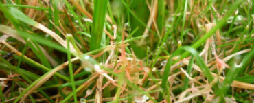 10 Natural Ways to Get Rid of Red Thread Lawn Disease