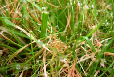 10 Natural Ways to Get Rid of Red Thread Lawn Disease