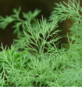 Good and Bad Dill Companion Plants