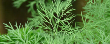 Good and Bad Dill Companion Plants