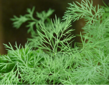 Good and Bad Dill Companion Plants