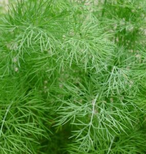 Good and Bad Dill Companion Plants