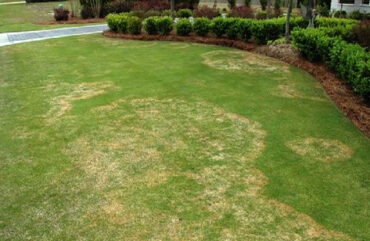 15 Natural Ways to Get Rid of Lawn Fungus