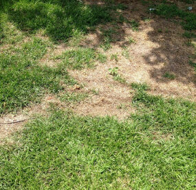 15 Natural Ways to Get Rid of Lawn Fungus